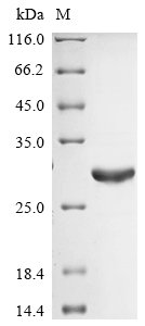 Recombinant Human Somatotropin (GH1), Homo sapiens (Human), E.coli, N-terminal 10xHis-tagged and C-terminal Myc-tagged, 27.1kDa, purity >90% as determined by SDS-PAGE.