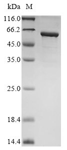 Recombinant Human Gastric inhibitory polypeptide receptor (GIPR), partial