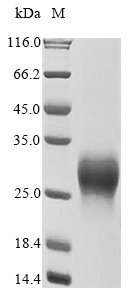 Recombinant Human Gastric inhibitory polypeptide receptor (GIPR), partial