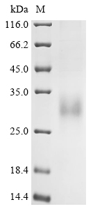 Recombinant Human Glucagon-like peptide 2 receptor (GLP2R), partial