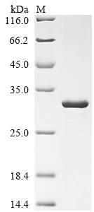Recombinant Human Glycine receptor subunit alpha-1 (GLRA1), partial