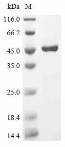 Recombinant Human Guanine nucleotide-binding protein G (i) subunit alpha-1 (GNAI1), Homo sapiens (Human), E.coli, N-terminal 10xHis-tagged and C-terminal Myc-tagged, 47.7kDa, purity >90% as determined by SDS-PAGE.