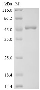 Recombinant Human Guanine nucleotide-binding protein G (q) subunit alpha (GNAQ)
