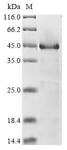 Recombinant Human Neuroendocrine secretory protein 55 (GNAS), Homo sapiens (Human), E.coli, N-terminal 6xHis-tagged, 28.7kDa, purity >85% as determined by SDS-PAGE.