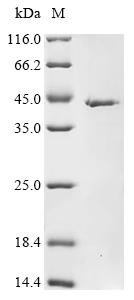 Recombinant Human Nacetylglucosamine1phosphotransferase subunit gamma (GNPTG), Homo sapiens (Human), E.coli, C-terminal 6xHis-tagged, 38.7kDa, purity >95% as determined by SDS-PAGE.