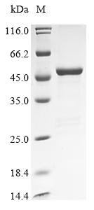 Recombinant Human Aspartate aminotransferase, mitochondrial (GOT2), Homo sapiens (Human), E.coli, N-terminal 10xHis-tagged and C-terminal Myc-tagged, 52.2kDa, purity >85% as determined by SDS-PAGE.