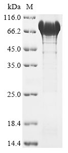 Recombinant Human Glycerol-3-phosphate dehydrogenase, mitochondrial (GPD2), Homo sapiens (Human), E.coli, N-terminal 6xHis-tagged, 82.3kDa, purity >90% as determined by SDS-PAGE.