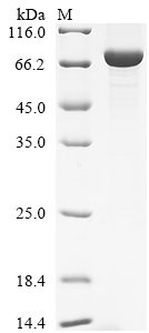 Recombinant Human Glycerol-3-phosphate dehydrogenase, mitochondrial (GPD2), Homo sapiens (Human), E.coli, N-terminal 10xHis-tagged and C-terminal Myc-tagged, 81.4kDa, purity >90% as determined by SDS-PAGE.