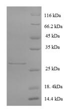 Recombinant Human Glutamate receptor 3 (GRIA3), partial, Homo sapiens (Human), E.coli, N-terminal 6xHis-SUMO-tagged, 28.0kDa, purity >90% as determined by SDS-PAGE.