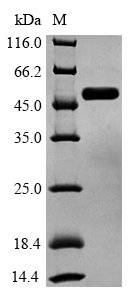 Recombinant Human Glycogen synthase kinase-3 beta (GSK3B), Homo sapiens (Human), E.coli, N-terminal 6xHis-tagged, 50.7kDa, purity >90% as determined by SDS-PAGE.