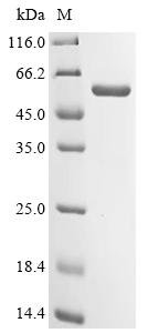Recombinant Human Glutathione S-transferase A4 (GSTA4)