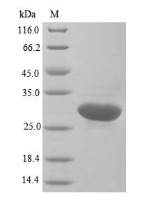 Recombinant Human Glutathione S-transferase P (GSTP1)