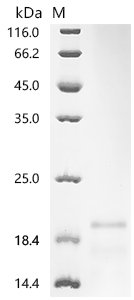 Recombinant Human Histone H2AX (H2AX), partial