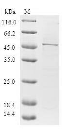 Recombinant Human Heart- and neural crest derivatives-expressed protein 2 (HAND2), Homo sapiens (Human), E.coli, N-terminal GST-tagged, 47.3kDa, purity >90% as determined by SDS-PAGE.