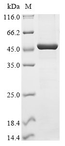 Recombinant Human Helicase POLQ-like (HELQ), partial