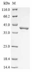 Recombinant Human 3-hydroxyisobutyrate dehydrogenase, mitochondrial (HIBADH)