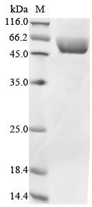 Recombinant Human Hypoxia-inducible factor 1-alpha inhibitor (HIF1AN), Homo sapiens (Human), Yeast, C-terminal GST-tagged, 65.8kDa, purity >95% as determined by SDS-PAGE.