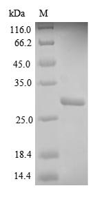 Recombinant Human HLA class II histocompatibility antigen,DQ beta 1 chain (HLA-DQB1), partial