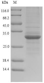 Recombinant Human HLA class II histocompatibility antigen, DR alpha chain (HLA-DRA), Homo sapiens (Human), Yeast, N-terminal 6xHis-tagged, 28.0kDa, purity >85% as determined by SDS-PAGE.