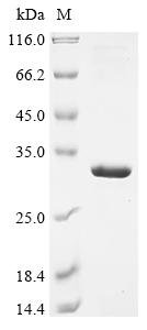 Recombinant Human HLA class II histocompatibility antigen, DRB1 beta chain (HLA-DRB1), partial, Homo sapiens (Human), E.coli, N-terminal 10xHis-tagged and C-terminal Myc-tagged, 30.4kDa, purity >90% as determined by SDS-PAGE.