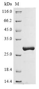 Recombinant Human HLA class II histocompatibility antigen, DR beta 5 chain (HLA-DRB5), partial, Homo sapiens (Human), E.coli, N-terminal 6xHis-tagged, 27.1kDa, purity >90% as determined by SDS-PAGE.