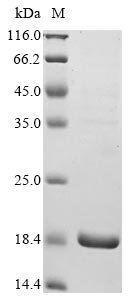 Recombinant Human Hemicentin-1 (HMCN1), partial, Homo sapiens (Human), E.coli, N-terminal 6xHis-tagged, 19.2kDa, purity >90% as determined by SDS-PAGE.