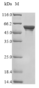 Recombinant Human Heterogeneous nuclear ribonucleoprotein H2 (HNRNPH2)