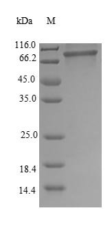 Recombinant Human Heterogeneous nuclear ribonucleoprotein M (HNRNPM), Homo sapiens (Human), E.coli, N-terminal 6xHis-SUMO-tagged, 93.4kDa, purity >90% as determined by SDS-PAGE.