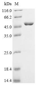 Recombinant Human Homer protein homolog 2 (HOMER2), Homo sapiens (Human), E.coli, N-terminal 10xHis-tagged and C-terminal Myc-tagged, 48.1kDa, purity >90% as determined by SDS-PAGE.