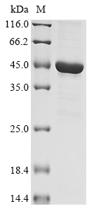Recombinant Human 4-hydroxyphenylpyruvate dioxygenase-like protein (HPDL), Homo sapiens (Human), E.coli, N-terminal 10xHis-tagged and C-terminal Myc-tagged, 46.8kDa, purity >90% as determined by SDS-PAGE.