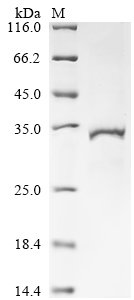 Recombinant Human Estradiol 17-beta-dehydrogenase 11 (HSD17B11), Homo sapiens (Human), E.coli, N-terminal 10xHis-tagged and C-terminal Myc-tagged, 35.8kDa, purity >85% as determined by SDS-PAGE.