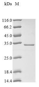 Recombinant Human 3 beta-hydroxysteroid dehydrogenase/Delta 5--4-isomerase type 1 (HSD3B1), partial, Homo sapiens (Human), E.coli, N-terminal 10xHis-tagged and C-terminal Myc-tagged, 33.4kDa, purity >90% as determined by SDS-PAGE.