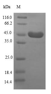 Recombinant Human Heat shock protein HSP 90-alpha (HSP90AA1), partial, Homo sapiens (Human), E.coli, N-terminal 6xHis-SUMO-tagged, 41.2kDa, purity >90% as determined by SDS-PAGE.