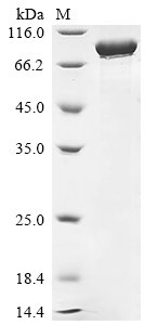 Recombinant Human 78 kDa glucose-regulated protein (HSPA5), Homo sapiens (Human), E.coli, N-terminal 6xHis-tagged, 76.4kDa, purity >90% as determined by SDS-PAGE.