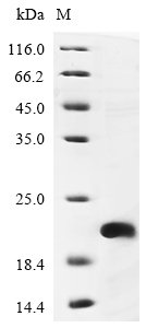 Recombinant Human 5-hydroxytryptamine receptor 1D (HTR1D), partial, Homo sapiens (Human), E.coli, N-terminal 6xHis-KSI-tagged, 19.5kDa, purity >85% as determined by SDS-PAGE.