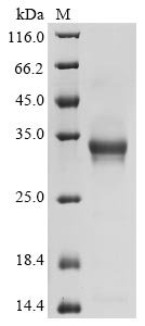 Recombinant Human 5-hydroxytryptamine receptor 1D (HTR1D), partial