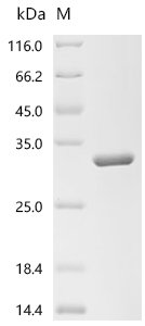 Recombinant Human Hyaluronidase-1 (HYAL1), partial