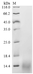 Recombinant Human Islet amyloid polypeptide (IAPP), partial, Homo sapiens (Human), Yeast, N-terminal 6xHis-tagged, 5.9kDa, purity >90% as determined by SDS-PAGE.