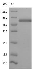 Recombinant Human Islet cell autoantigen 1 (ICA1)