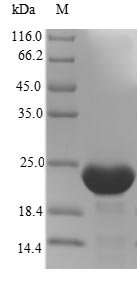 Recombinant Human Interferon alpha-inducible protein 6 (IFI6)