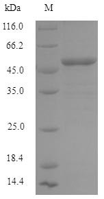 Recombinant Human Interferon-induced helicase C domain-containing protein 1 (IFIH1), partial