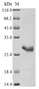 Recombinant Human Interferon alpha-17 (IFNA17)
