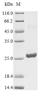 Recombinant Human Interferon alpha-6 (IFNA6)