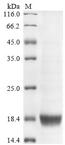 Recombinant Human Interferon beta (IFNB1), Homo sapiens (Human), E.coli, Tag-Free, 20.2kDa, purity >90% as determined by SDS-PAGE.