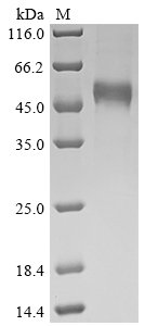 Recombinant Human Interferon gamma (IFNG), Homo sapiens (Human), Mammalian cell, N-terminal hFc-Flag-tagged, 40.0kDa, purity >90% as determined by SDS-PAGE.