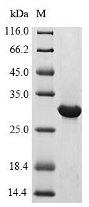 Recombinant Human Interferon lambda receptor 1 (IFNLR1), partial, Homo sapiens (Human), E.coli, Tag-Free, 23.6kDa, purity >85% as determined by SDS-PAGE.