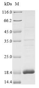 Recombinant Human Insulin growth factor-like family member 1 (IGFL1)
