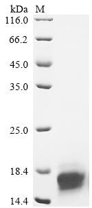 Recombinant Human Immunoglobulin lambda constant 1 (IGLC1), Homo sapiens (Human), Mammalian cell, C-terminal 10xHis-tagged, 14.1kDa, purity >90% as determined by SDS-PAGE.