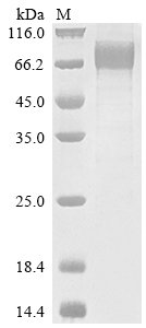 Recombinant Human Interleukin-10 receptor subunit alpha (IL10RA), partial, Homo sapiens (Human), Mammalian cell, C-terminal hFc1-Myc-tagged, 53.3kDa, purity >90% as determined by SDS-PAGE.
