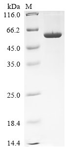 Recombinant Human Interleukin-12 receptor subunit beta-1 (IL12RB1), partial